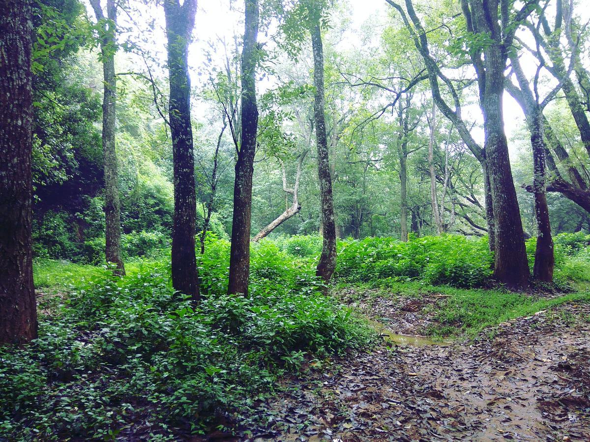 Secret Valley Jungle Resort Ooty Bagian luar foto