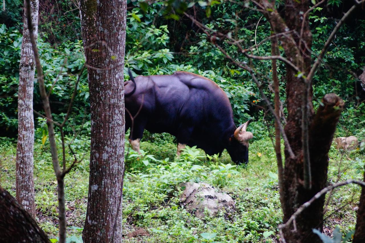 Secret Valley Jungle Resort Ooty Bagian luar foto